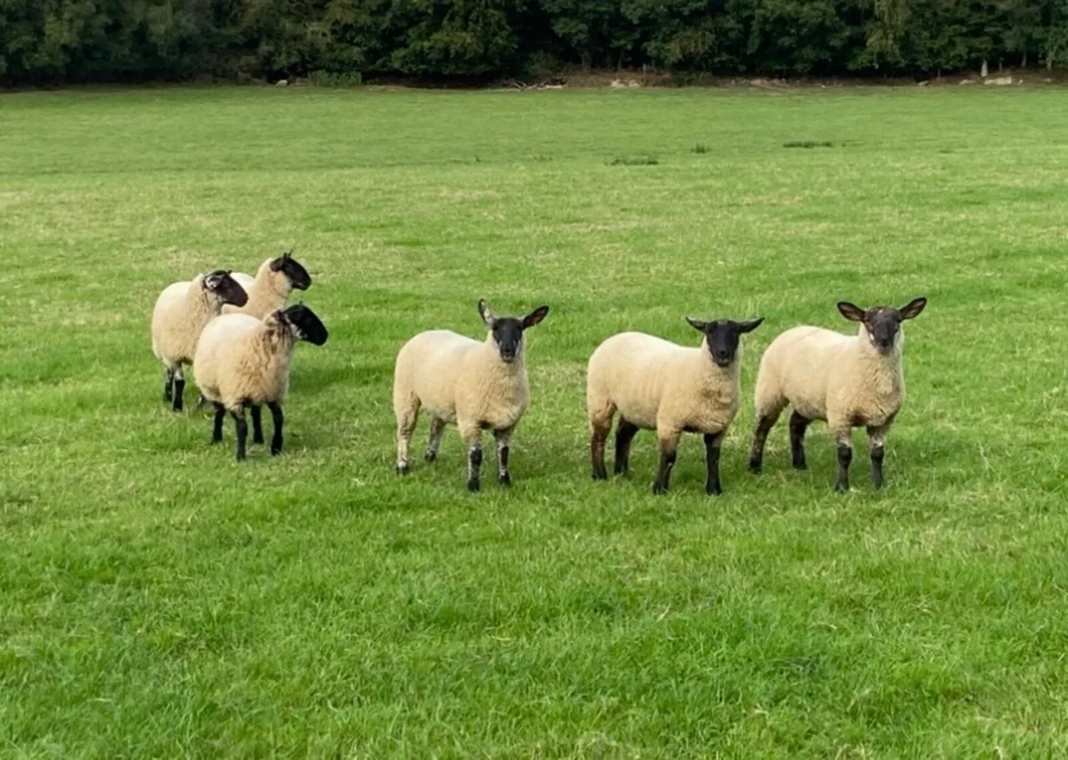 Suffolk Ewe Lambs - Image 4