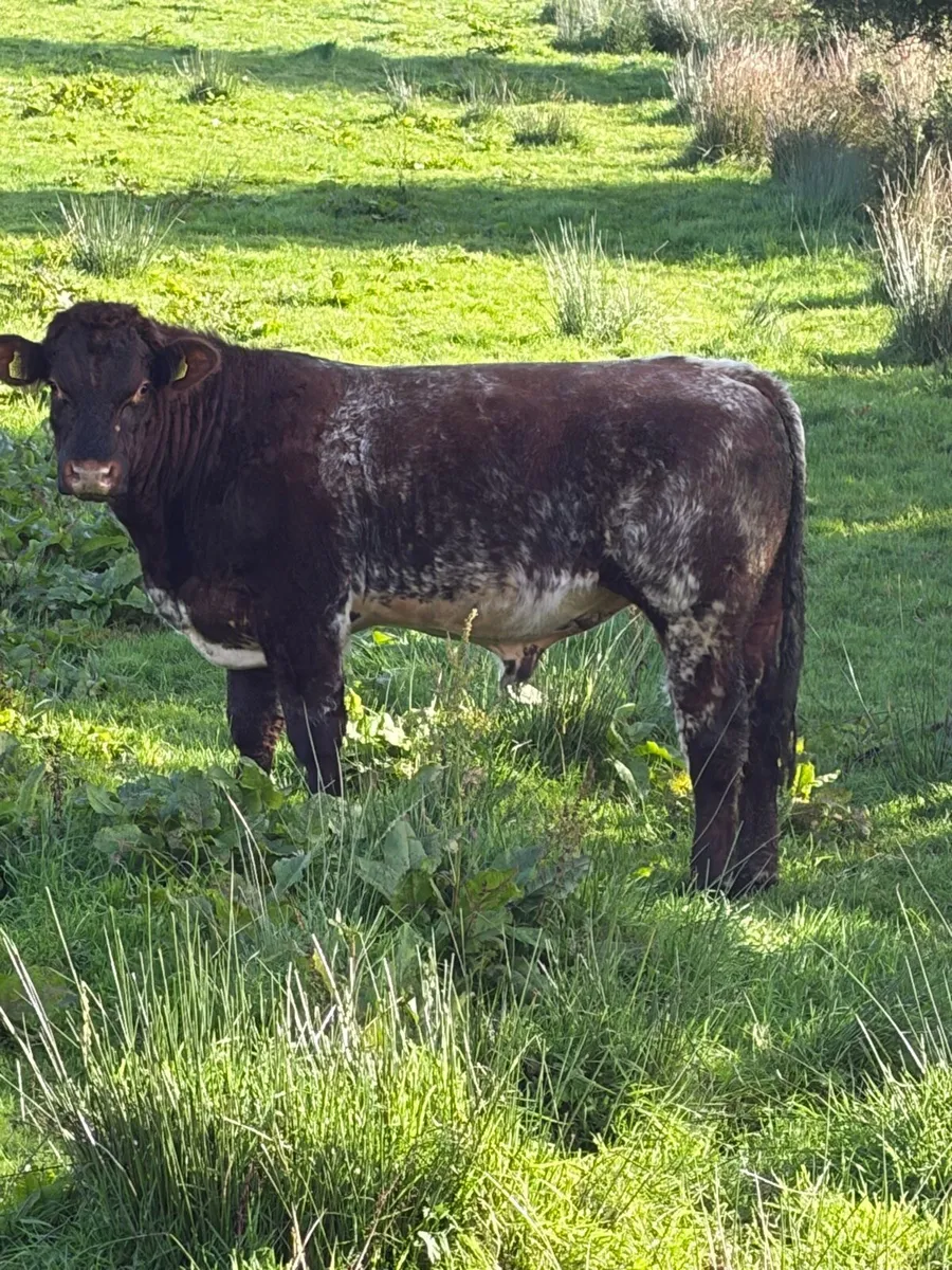 Pbnr Beef Shorthorn bull - Image 1