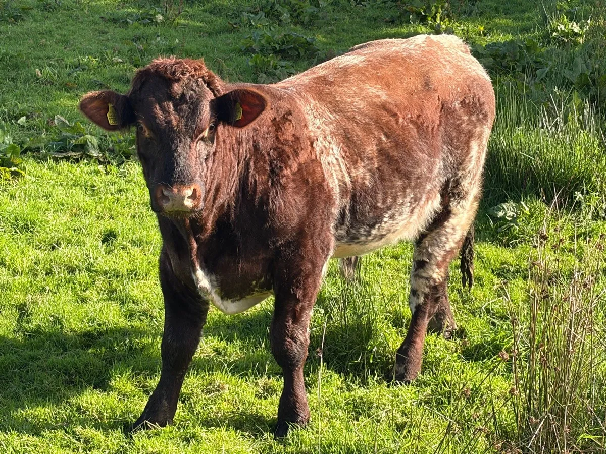 Pbnr Beef Shorthorn bull - Image 2
