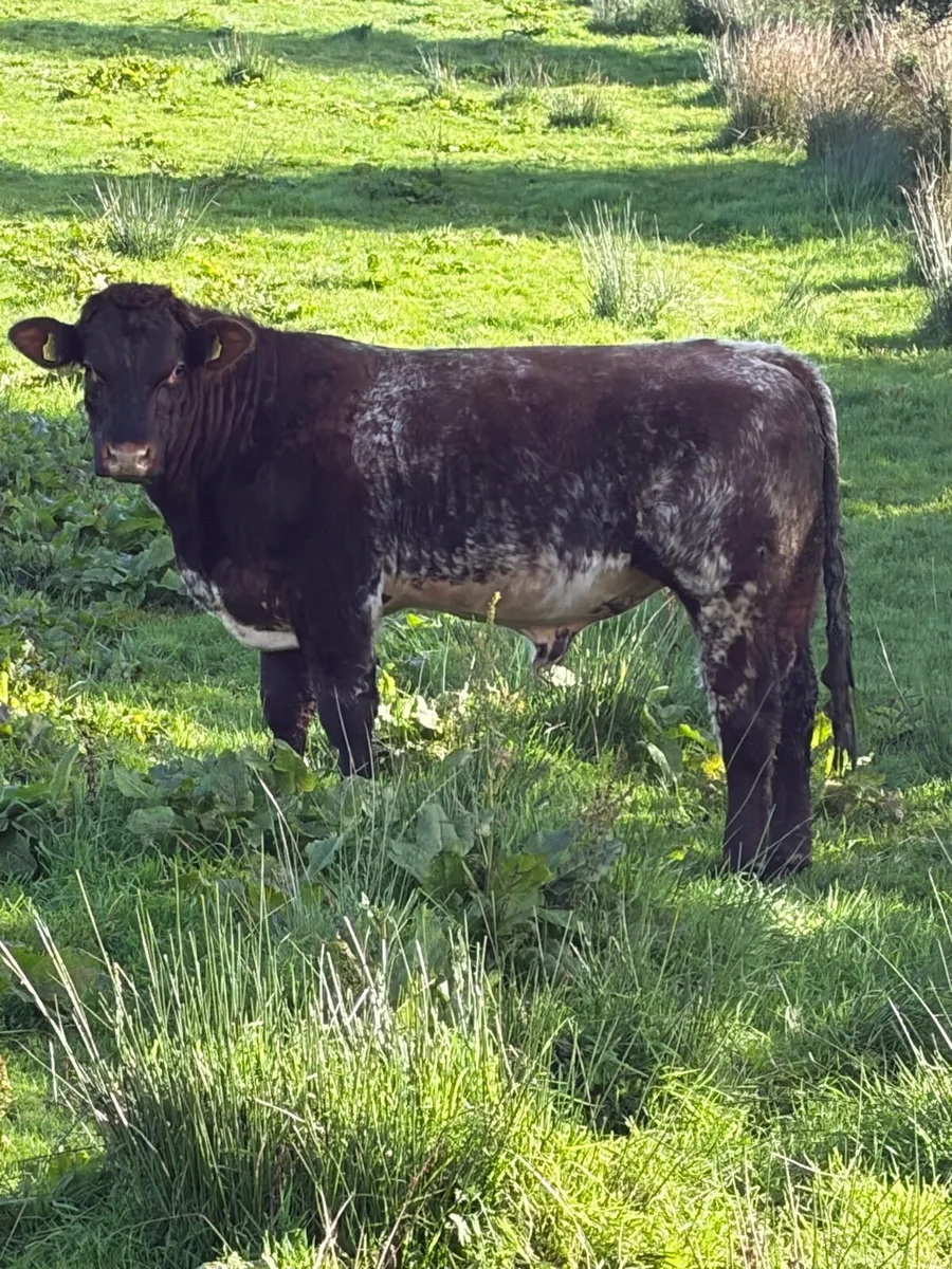 Pbnr Beef Shorthorn bull - Image 3