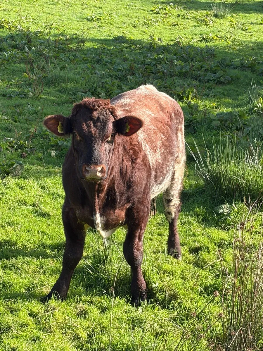 Pbnr Beef Shorthorn bull - Image 4