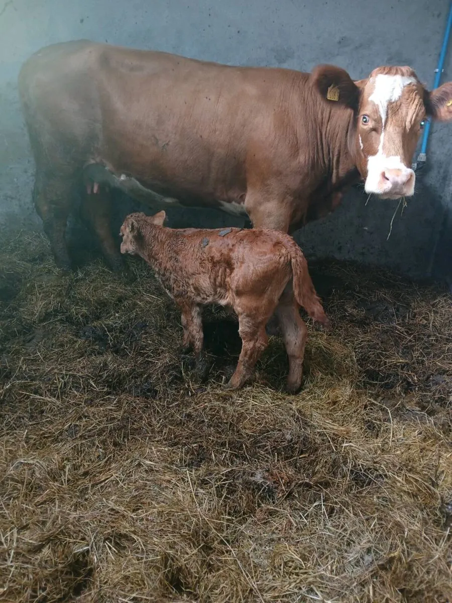 Calf - Image 3