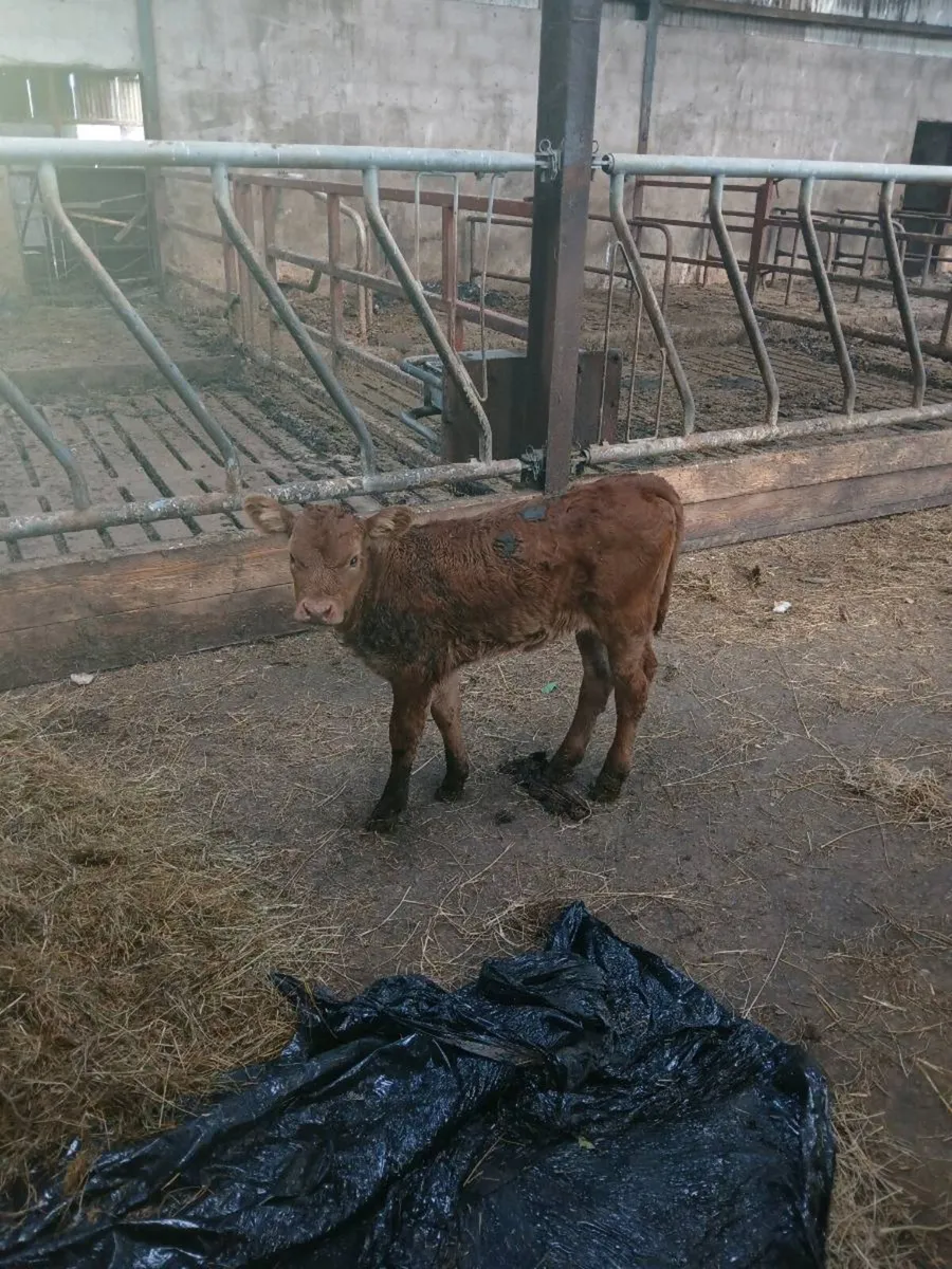 Calf - Image 2