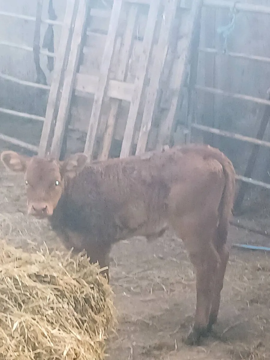 Calf - Image 1