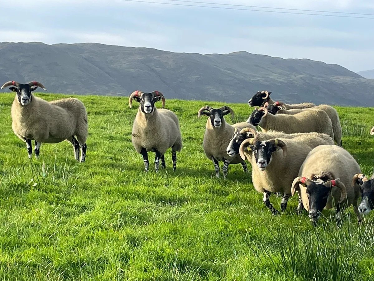 Lanark ewe lambs and hoggets - Image 2