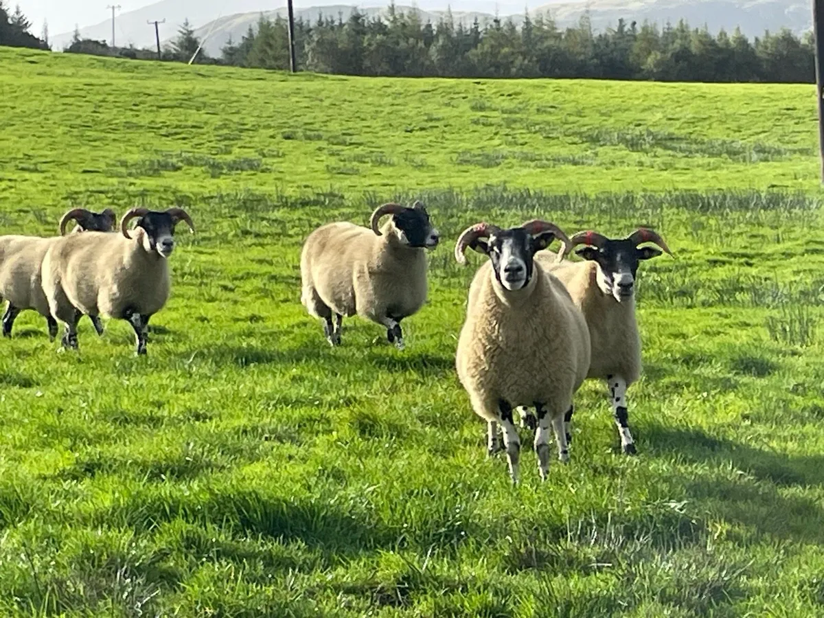 Lanark ewe lambs and hoggets - Image 3