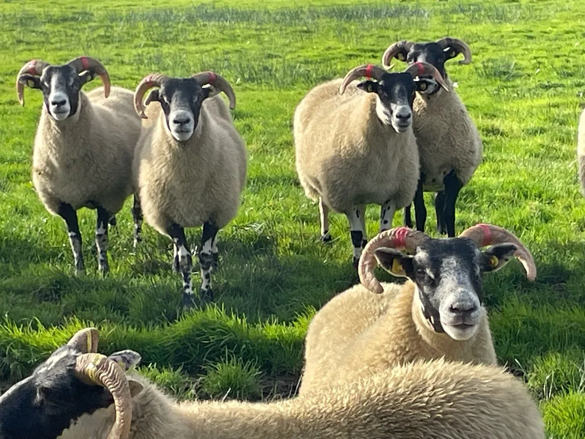 Lanark ewe lambs and hoggets - Image 4