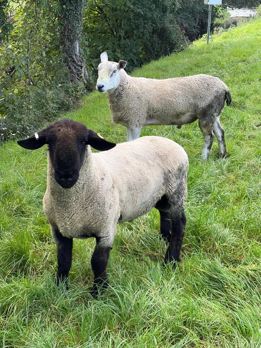 Suffolk and Aberfield shearling rams - Image 1