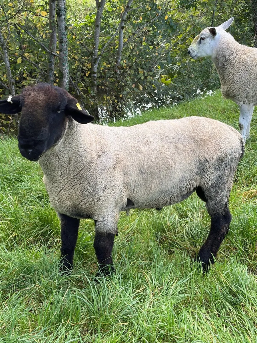 Suffolk and Aberfield shearling rams - Image 2