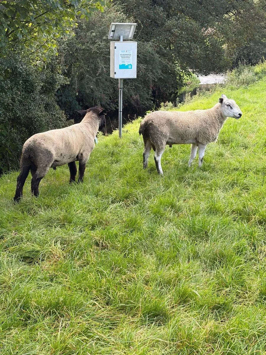 Suffolk and Aberfield shearling rams - Image 3