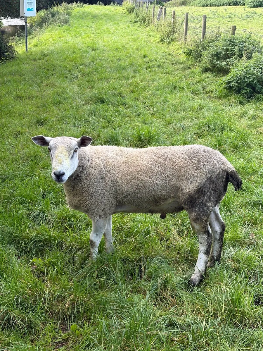 Suffolk and Aberfield shearling rams - Image 4