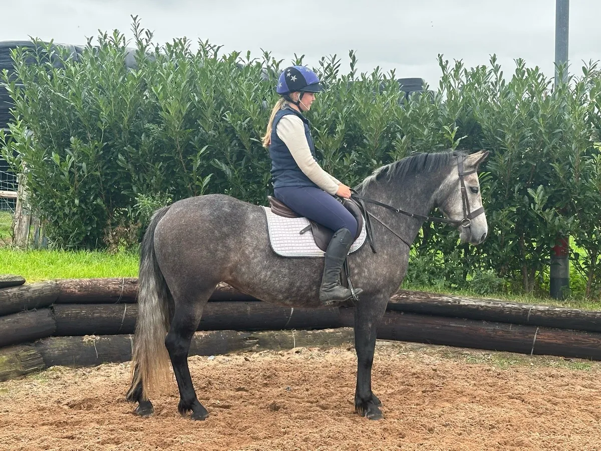 143cm Connemara pony