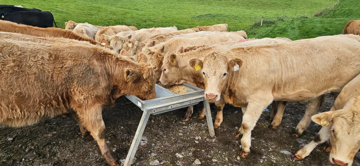 18 Exceptional Charolais Heifers. - Image 2