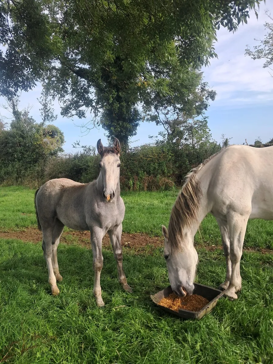 Irish Draught Colt Foal - Image 1