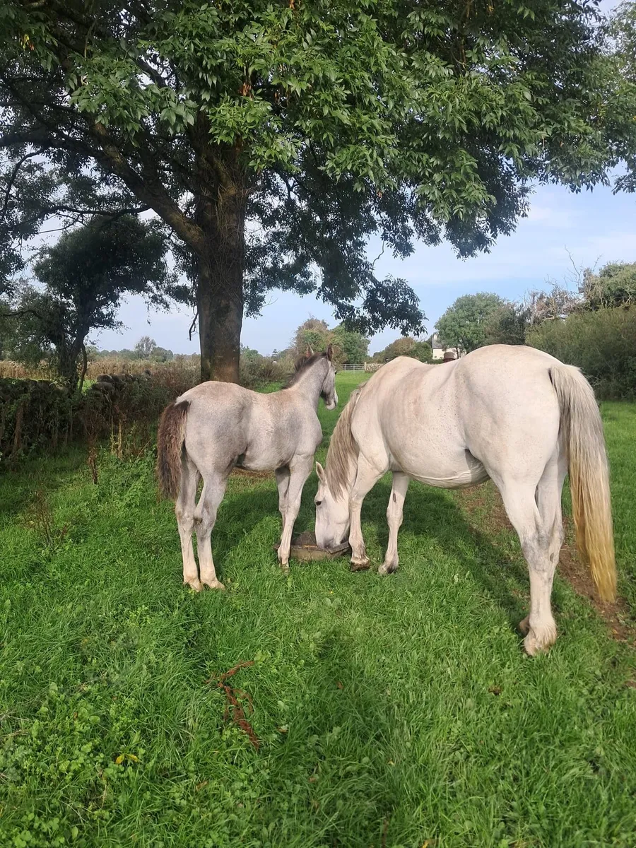 Irish Draught Colt Foal - Image 2