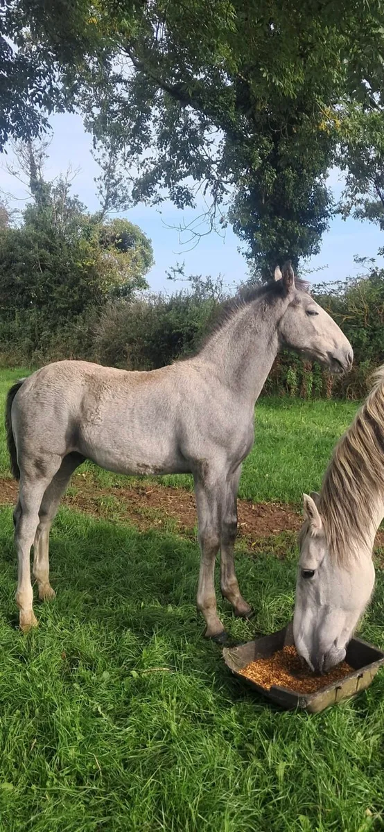 Irish Draught Colt Foal - Image 3
