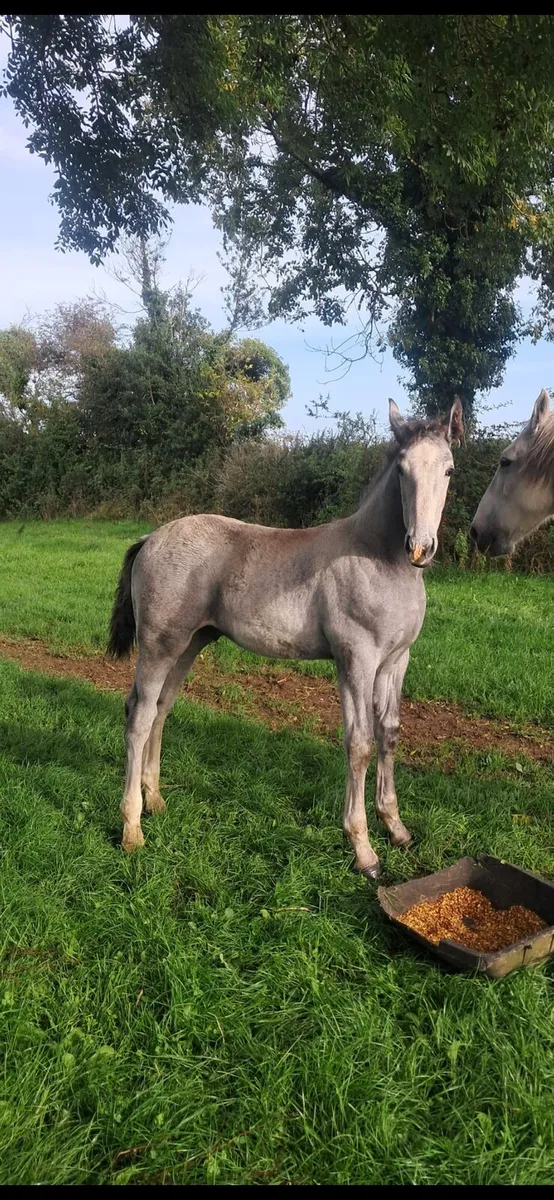 Irish Draught Colt Foal - Image 4