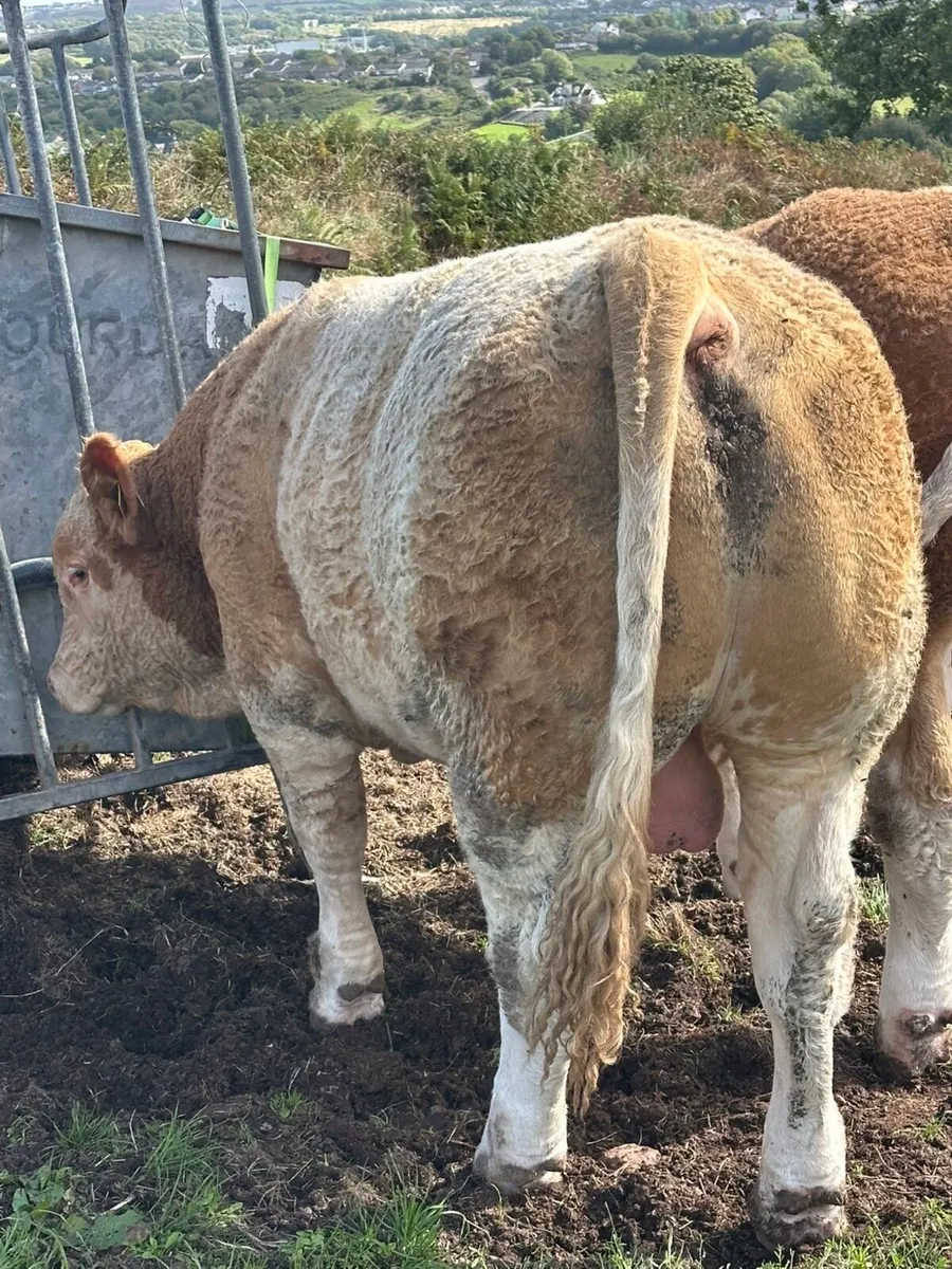 Pedigree Simmental Bull for Sale - Image 4