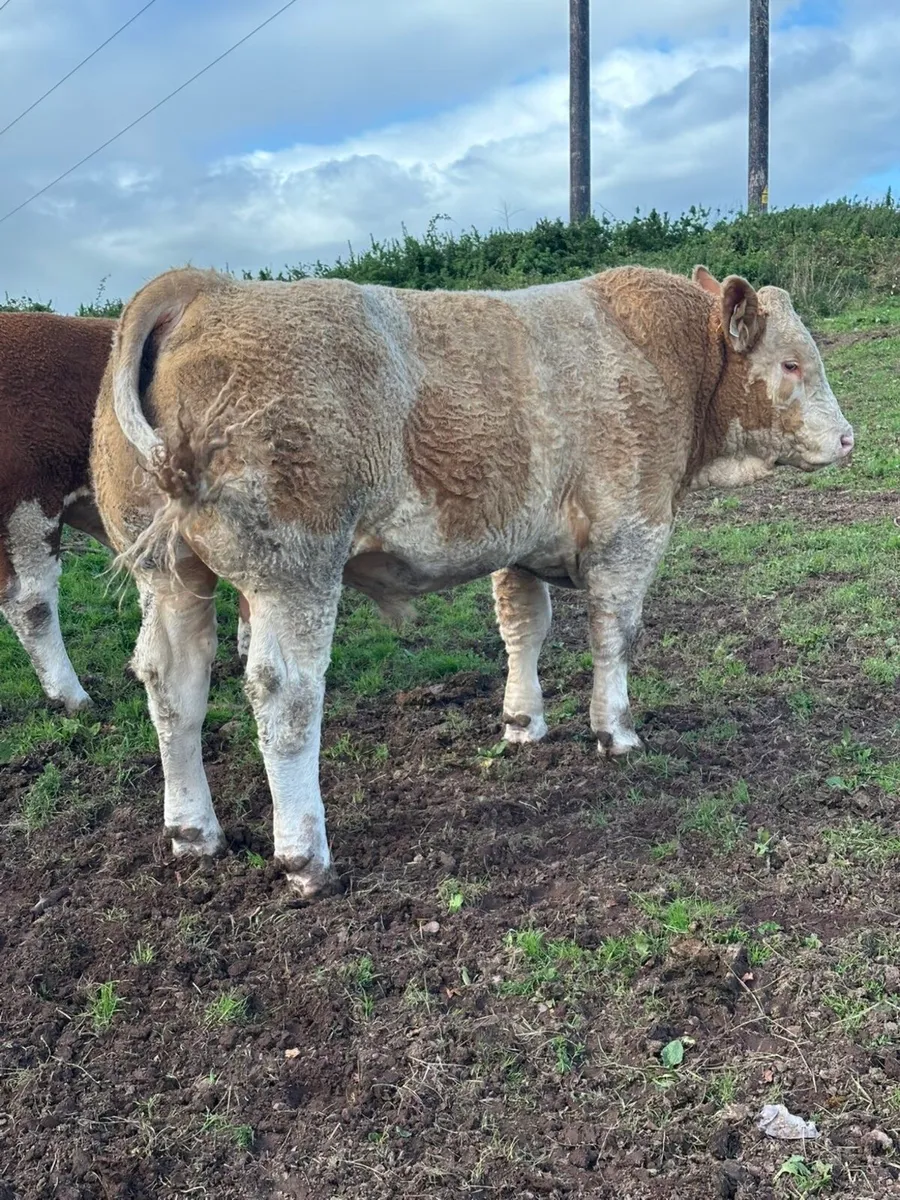 Pedigree Simmental Bull for Sale - Image 1