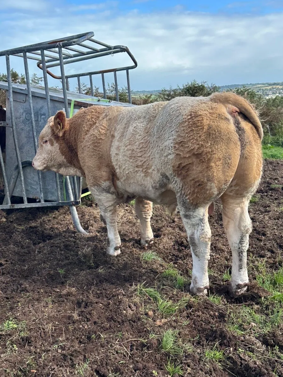 Pedigree Simmental Bull for Sale - Image 2