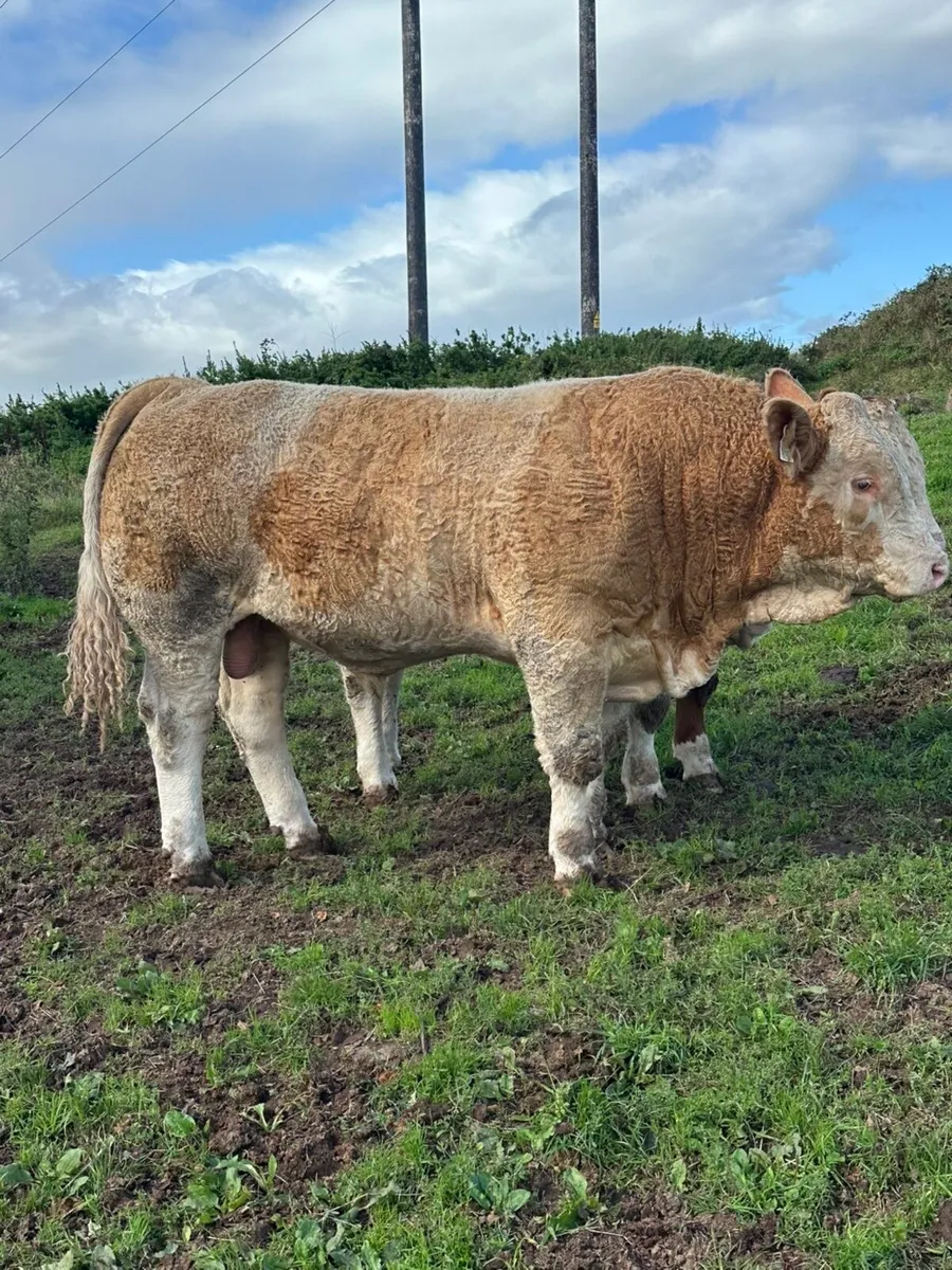 Pedigree Simmental Bull for Sale - Image 3