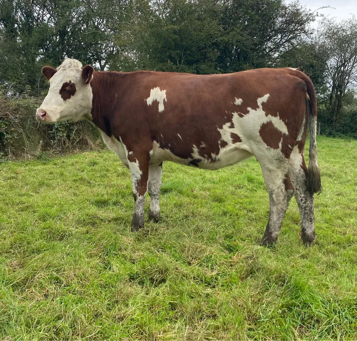 Red Hereford First Calver - Image 2