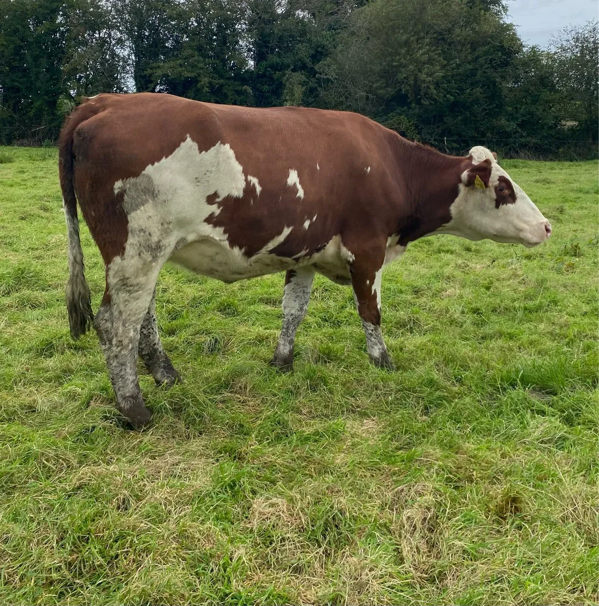 Red Hereford First Calver - Image 3