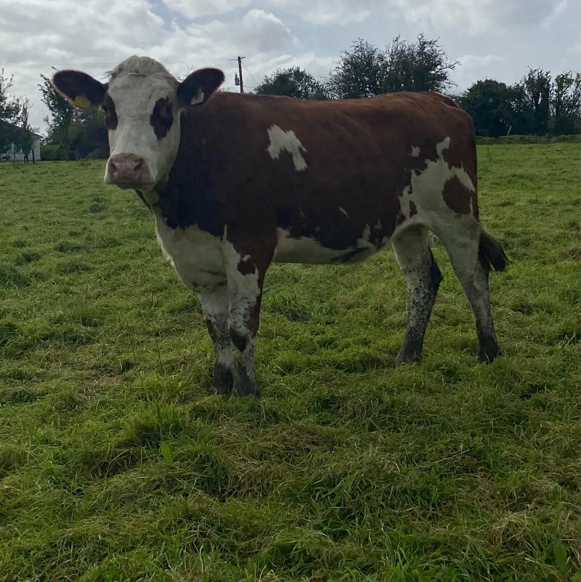 Red Hereford First Calver - Image 4