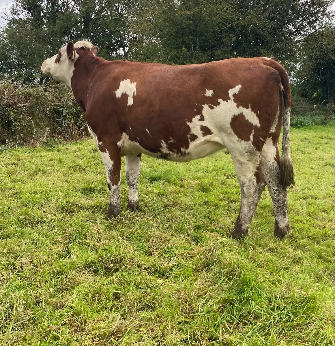 Red Hereford First Calver - Image 1