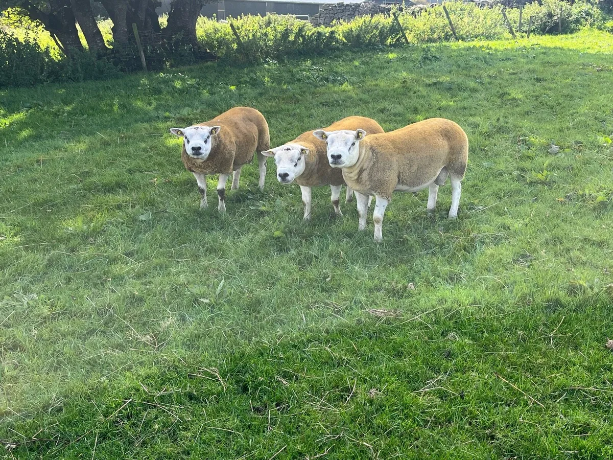 PBR TEXEL HOGGET RAMS - Image 2