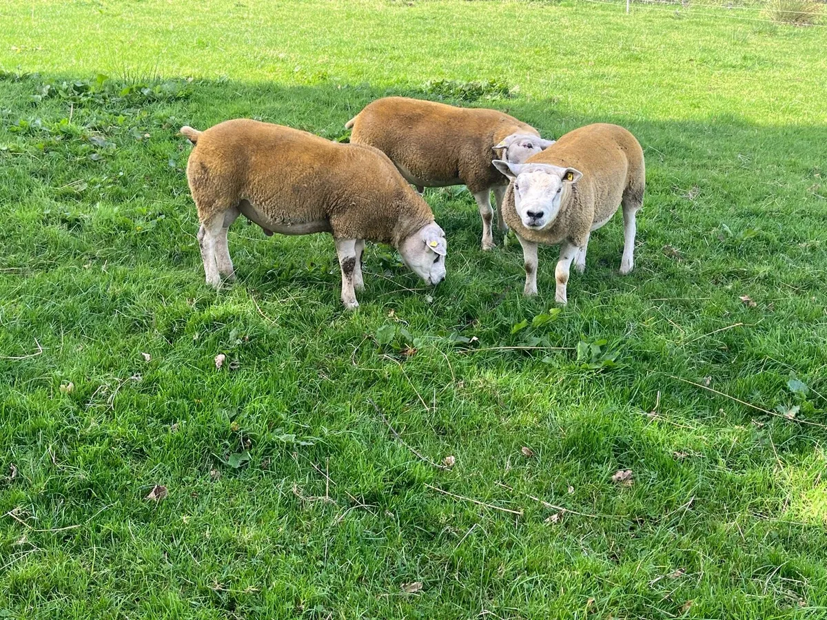 PBR TEXEL HOGGET RAMS - Image 4