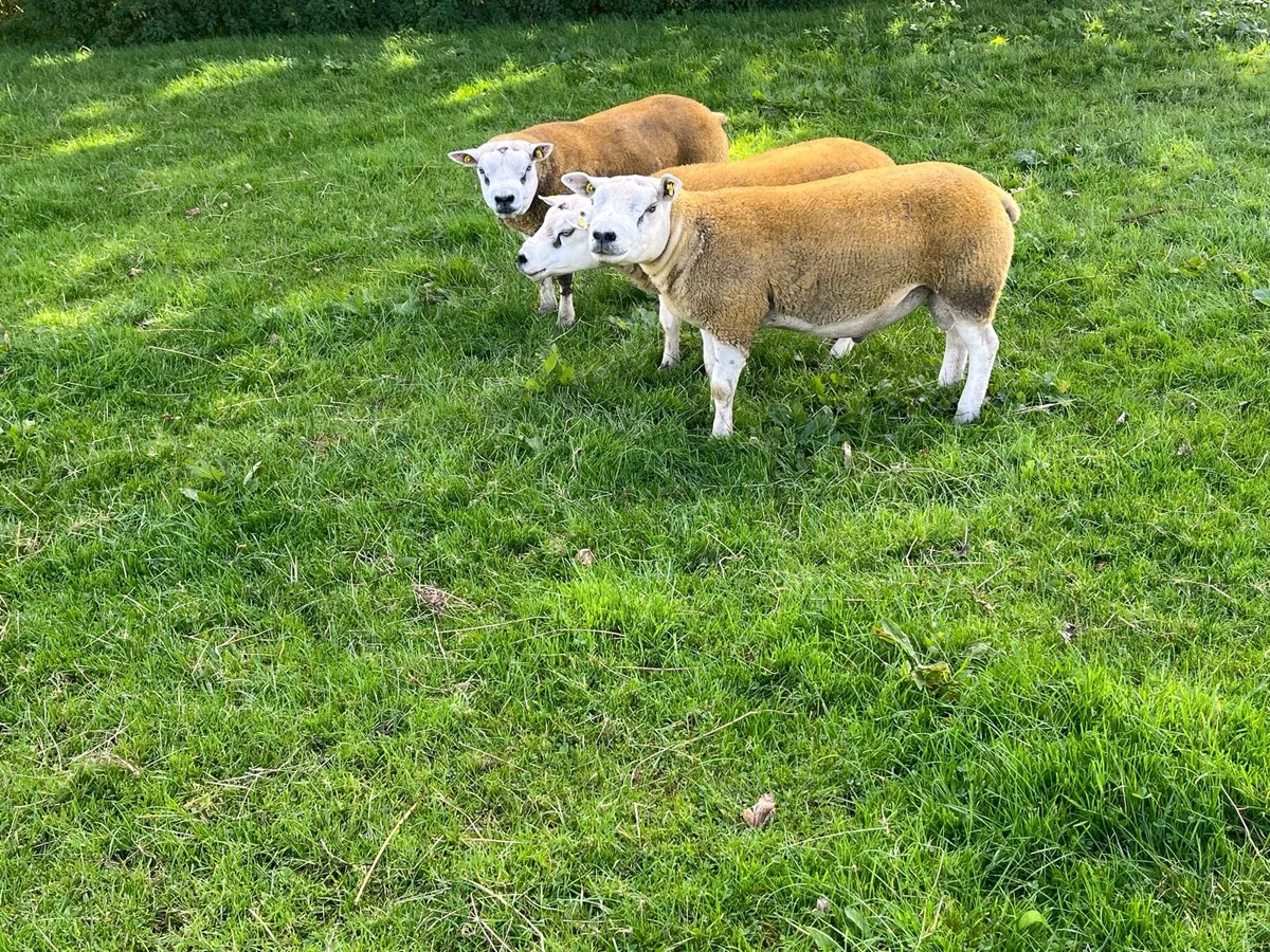 PBR TEXEL HOGGET RAMS - Image 3