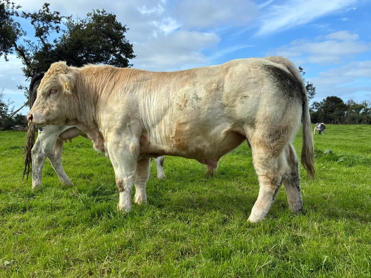 5* Charlaois lapon bull - Image 4