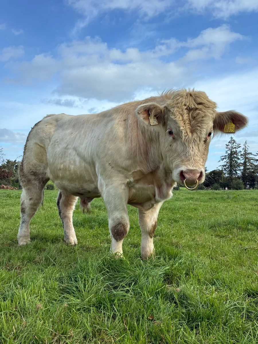 5* Charlaois lapon bull - Image 2