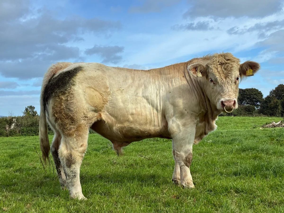 5* Charlaois lapon bull - Image 3