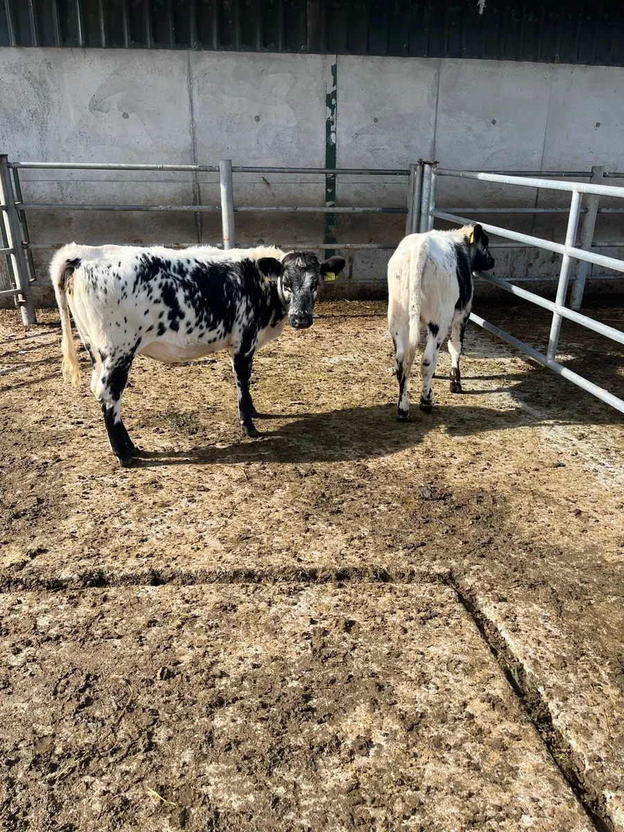Weanlings - Image 1