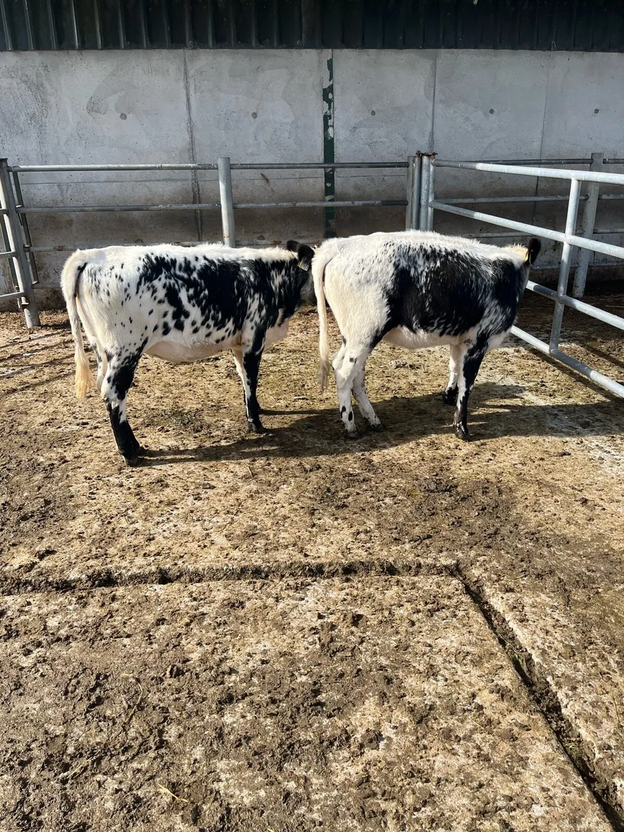 Weanlings - Image 2