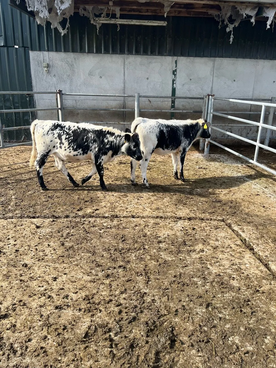 Weanlings - Image 3
