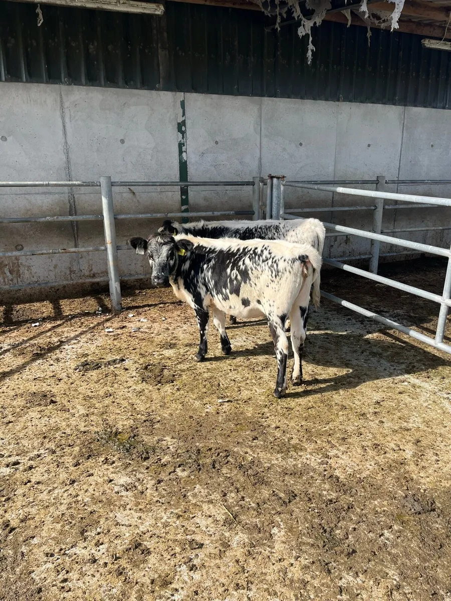 Weanlings - Image 4