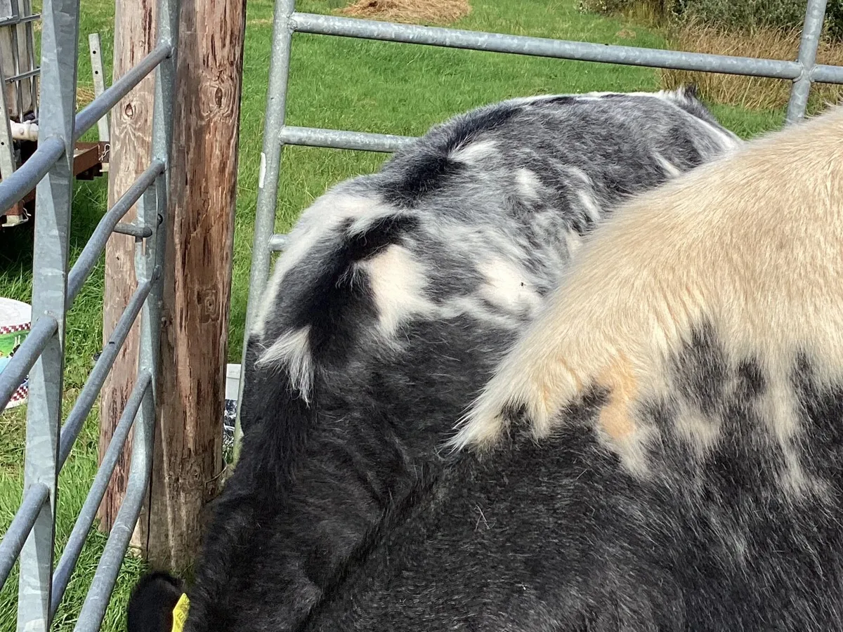 Shorthorn heifer - Image 2