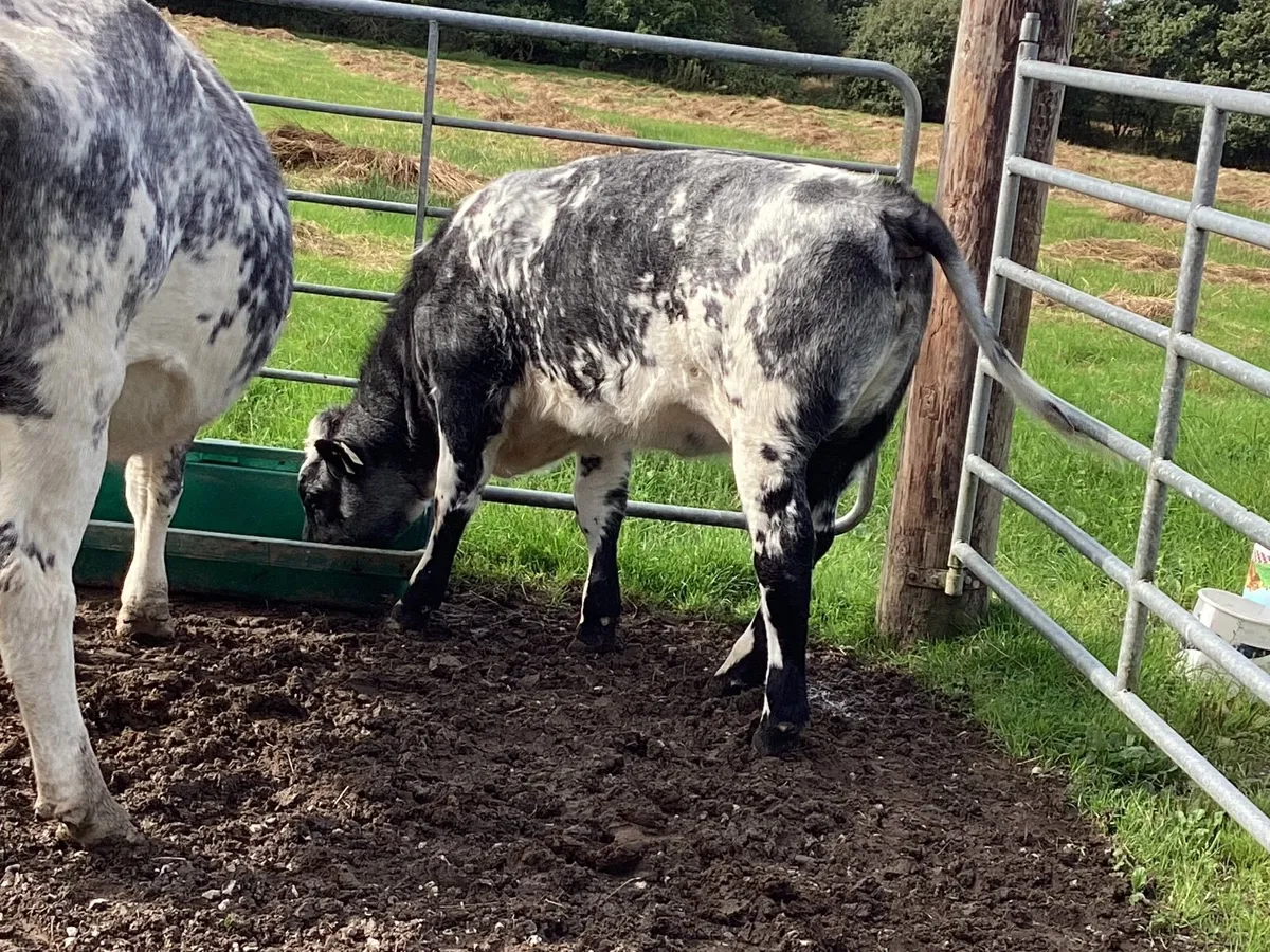 Shorthorn heifer - Image 1