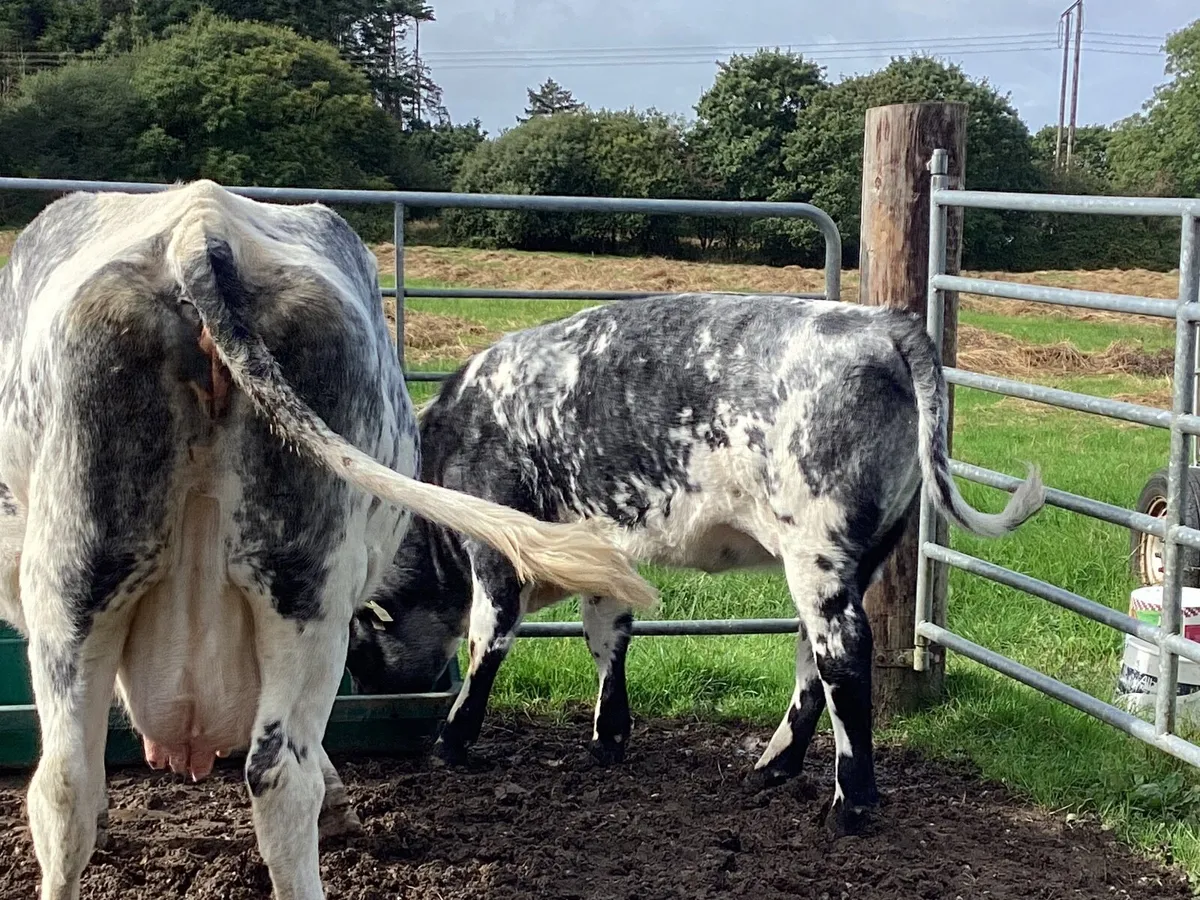 Shorthorn heifer - Image 3