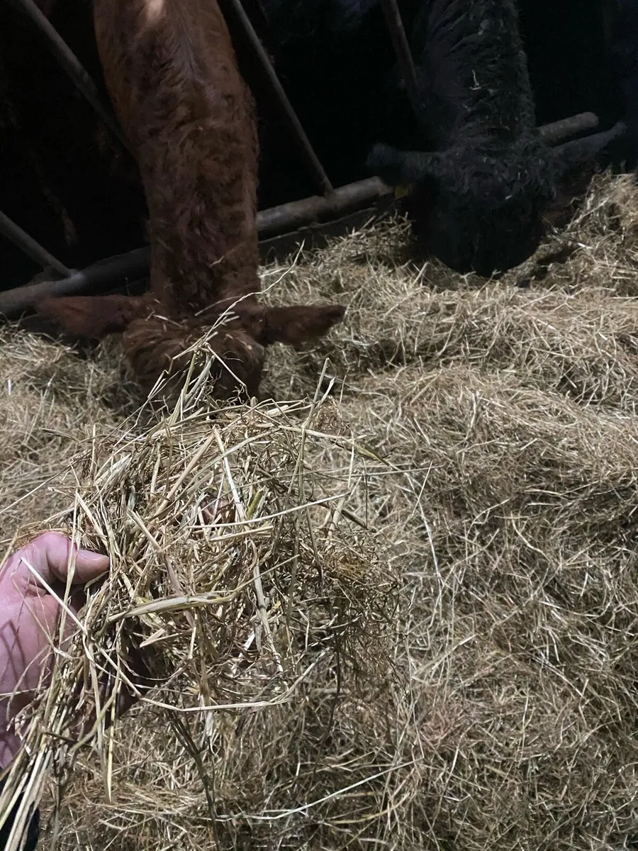 Haylage - Image 2