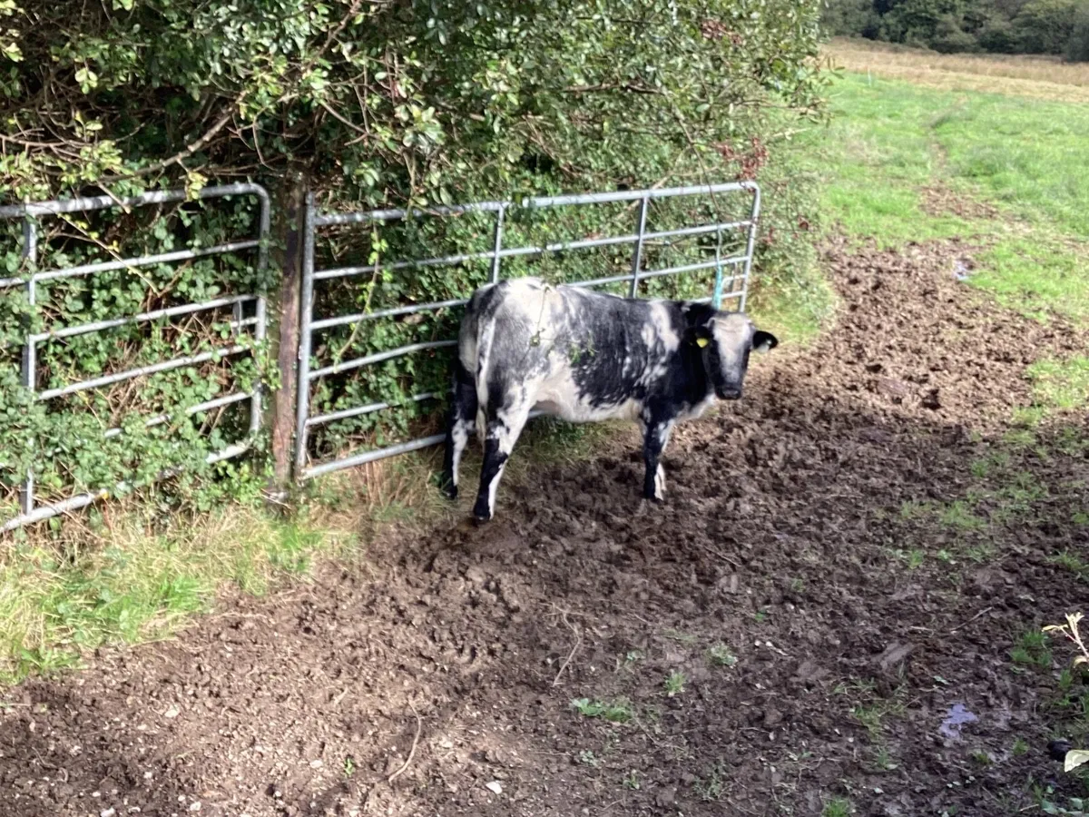 Shorthorn heifer - Image 4