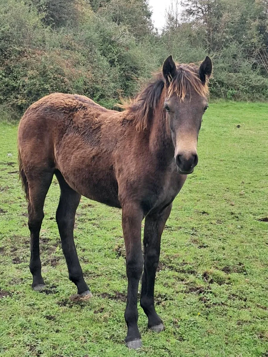 Connemara Foals - Image 3