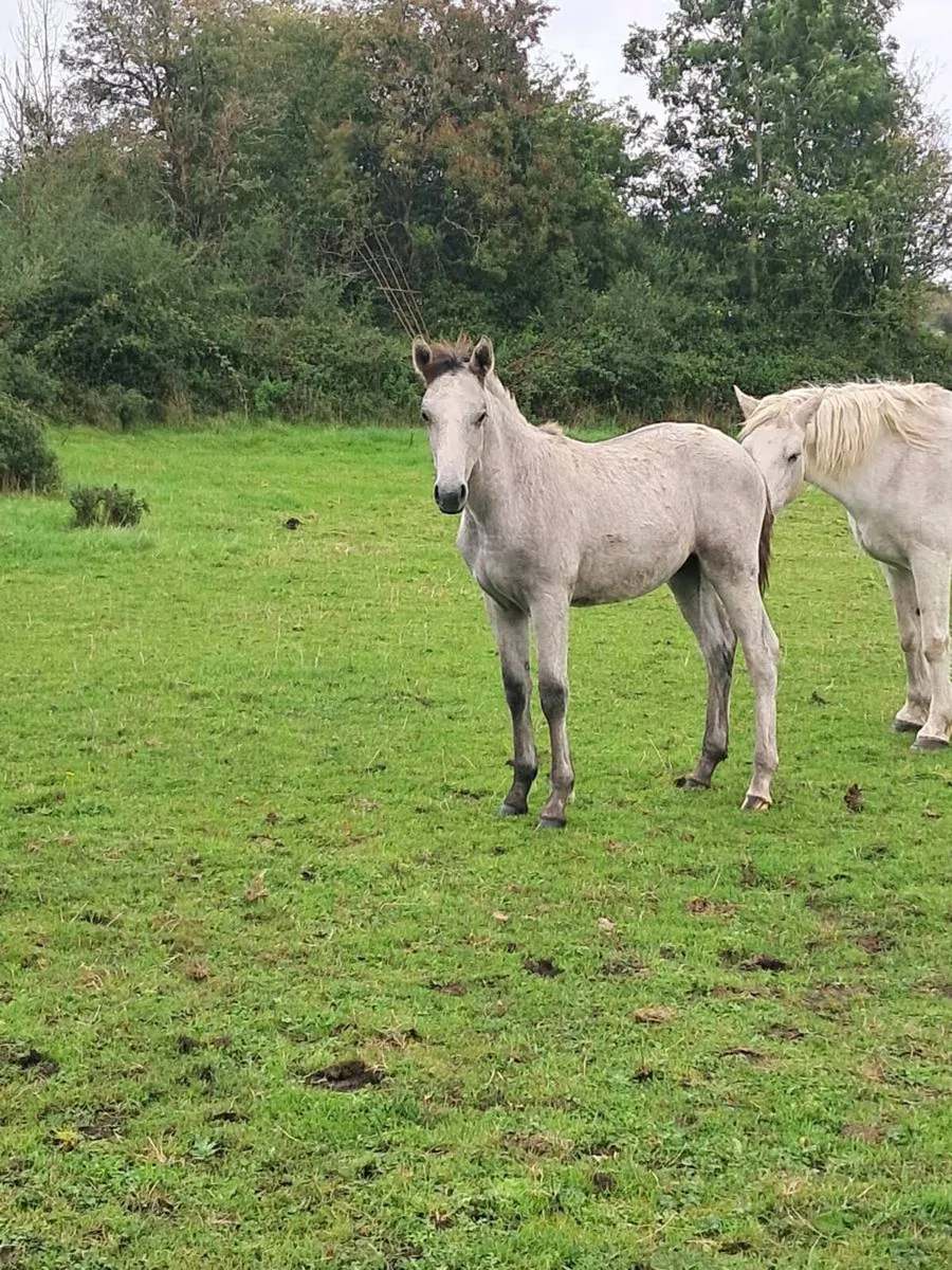 Connemara Foals - Image 4