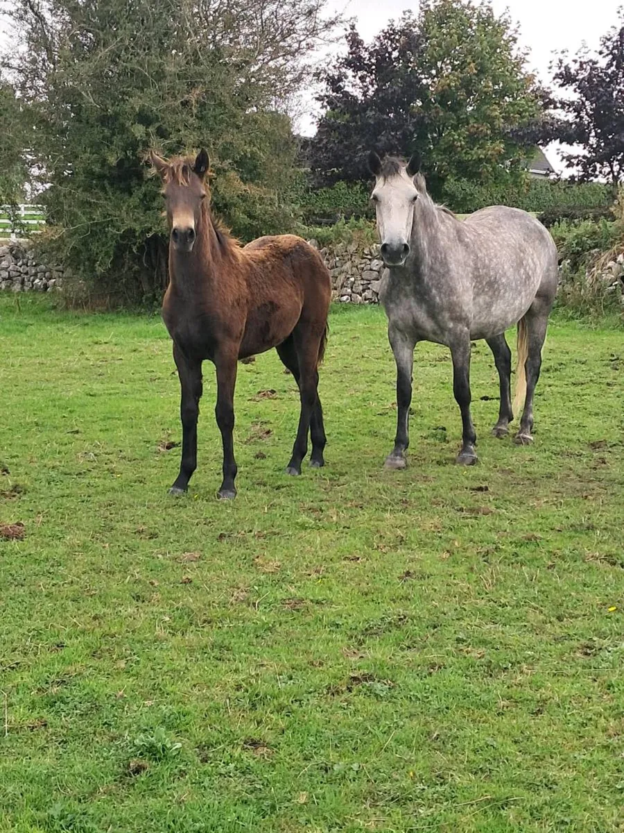 Connemara Foals - Image 1