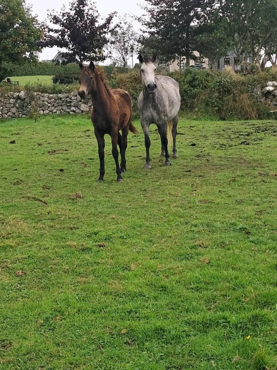 Connemara Foals - Image 2