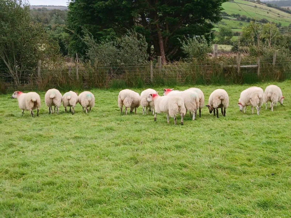 Hilltex ewe lambs - Image 2