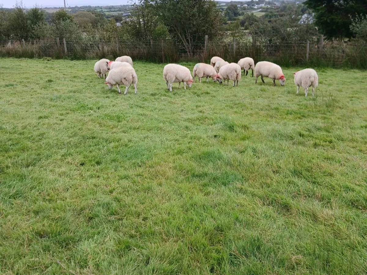 Hilltex ewe lambs - Image 4